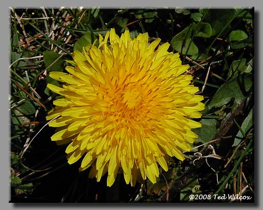 Common Dandelion (Taraxacum officinale)