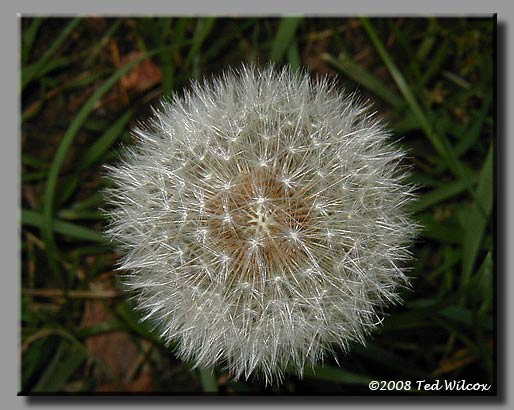 Common Dandelion (Taraxacum officinale)