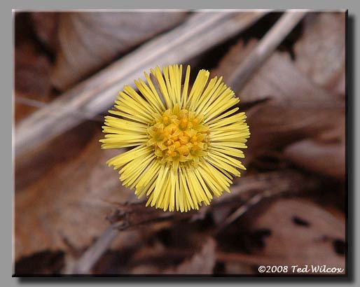 Coltsfoot (Tussilago farfara)