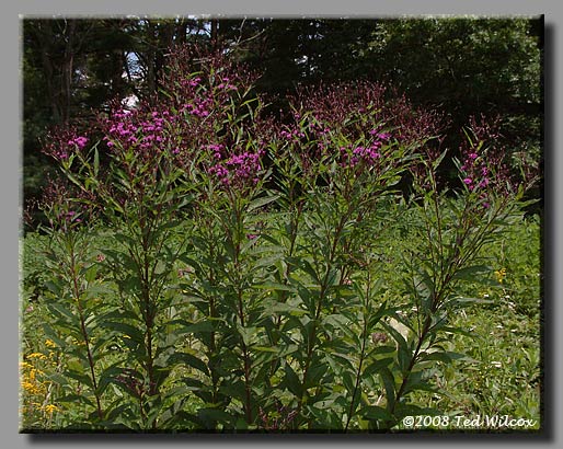 Tall Ironweed (Vernonia gigantea)