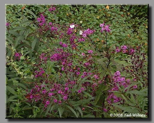Tall Ironweed (Vernonia gigantea)