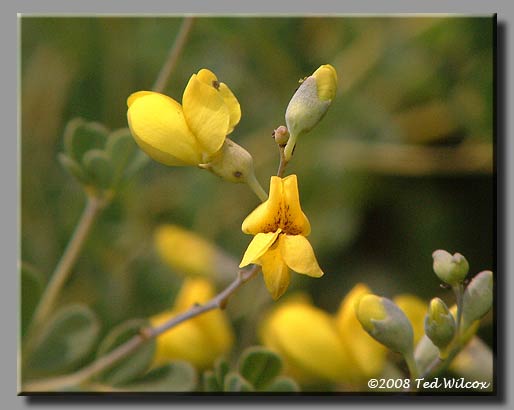 Wild Indigo (Baptisia tinctoria)