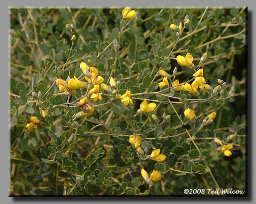Wild Indigo (Baptisia tinctoria)
