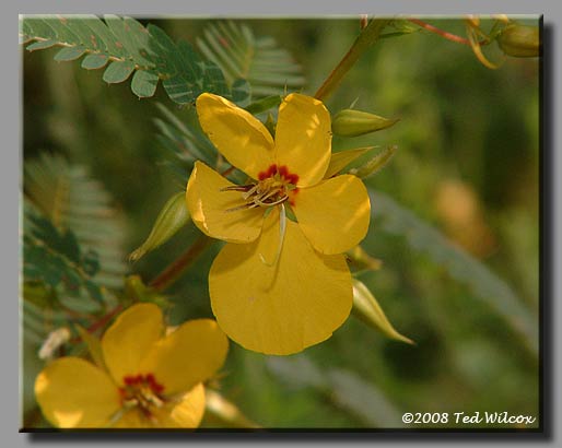 Partridge Pea (Chamaecrista fasciculata)