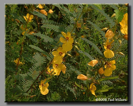 Partridge Pea (Chamaecrista fasciculata)