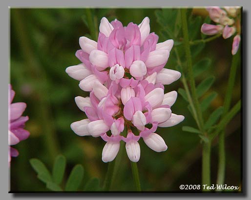 Crown Vetch (Coronilla varia)
