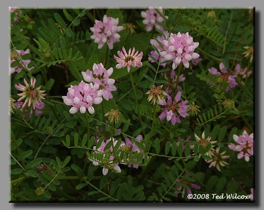 Crown Vetch (Coronilla varia)