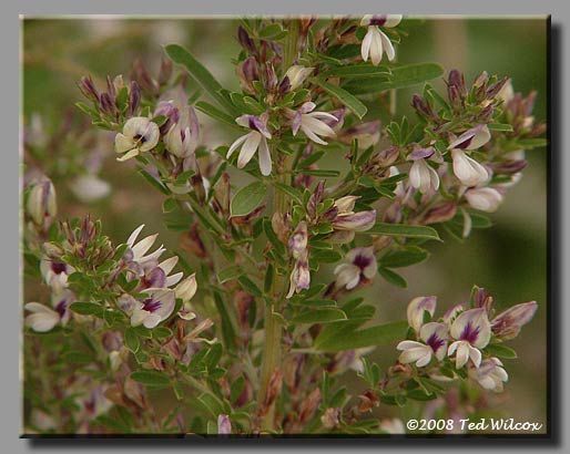 Sericea (Lespedeza cuneata)
