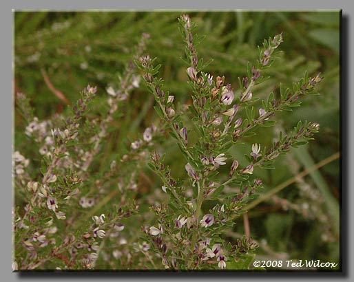 Sericea (Lespedeza cuneata)
