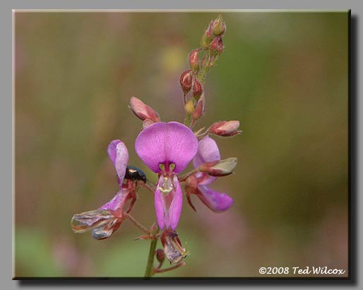 Milk Pea (Lespedeza intermedia)