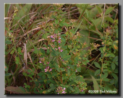 Milk Pea (Lespedeza intermedia)