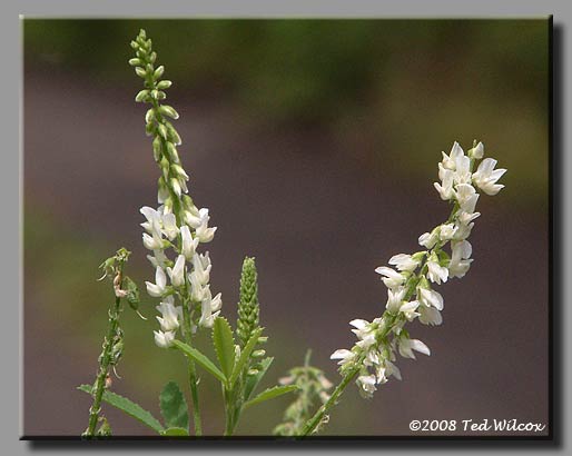 White Sweet Clover (Melilotus albus)