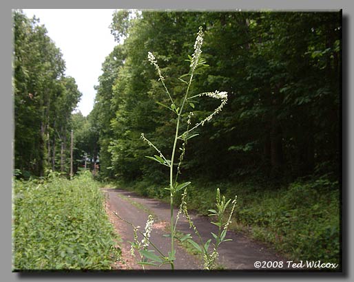 White Sweet Clover (Melilotus albus)