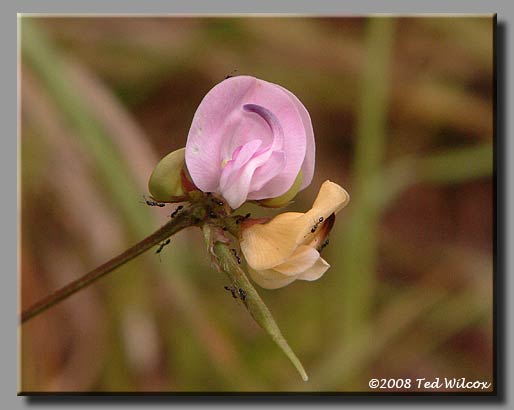 Trailing Wild Bean (Strophostyles helvula)