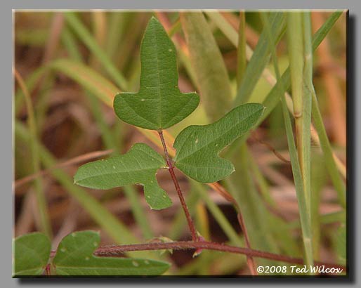 Trailing Wild Bean (Strophostyles helvula)