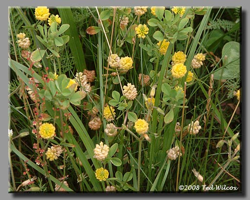Low Hop Clover (Trifolium campestre)