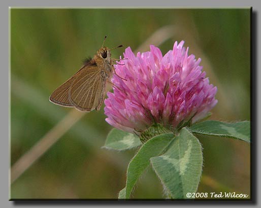 Red Clover (Trifolium pratense)