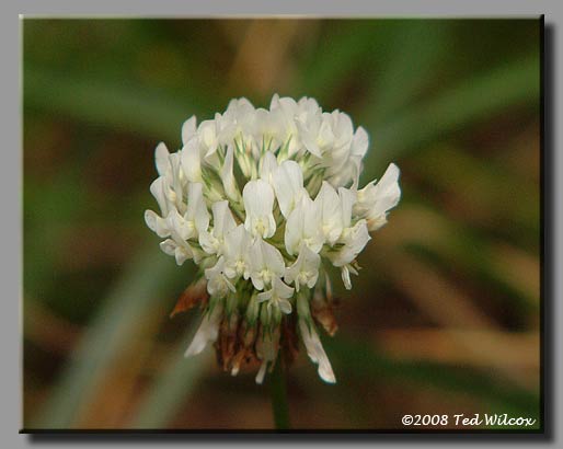 White Clover (Trifolium repens)