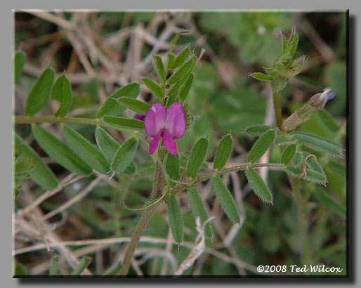 Narrow-Leaved Vetch (Vicia angustifolia)