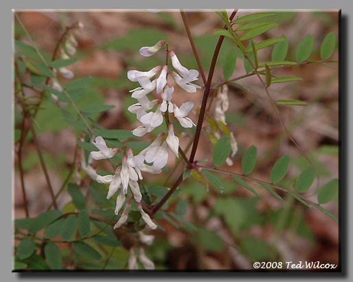 Wood Vetch (Vicia caroliniana)