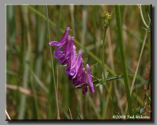 Smooth Vetch (Vicia dasycarpa)