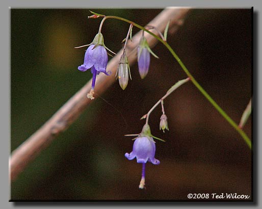 Southern Harebell (Campanula divaricata)
