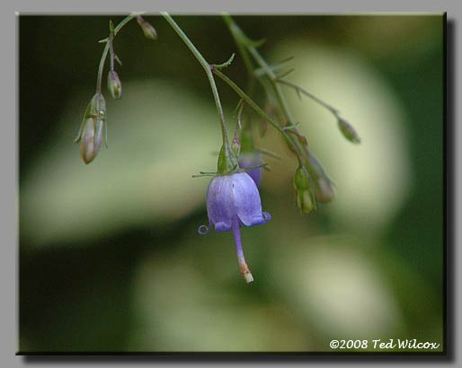 Southern Harebell (Campanula divaricata)