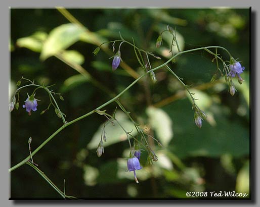 Southern Harebell (Campanula divaricata)