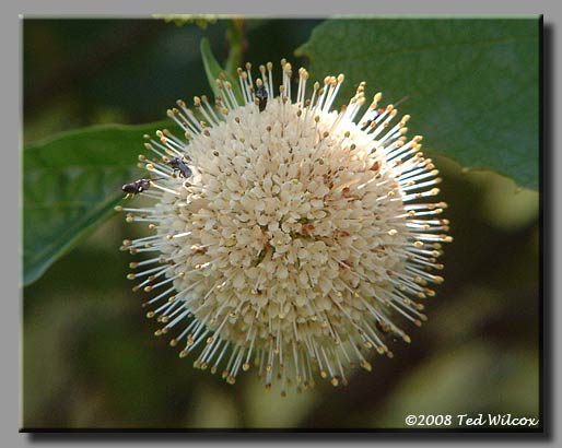 Buttonbush (Cephalanthus occidentalis)