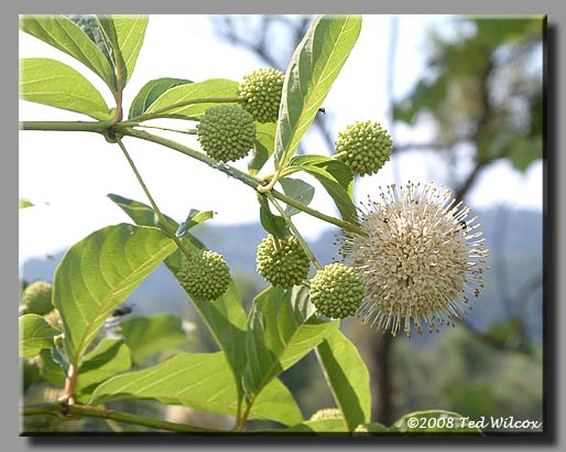 Buttonbush (Cephalanthus occidentalis)