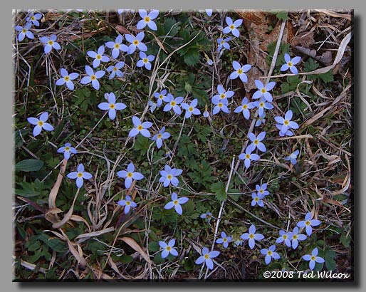 Quaker Ladies / Innocence (Houstonia caerulea)