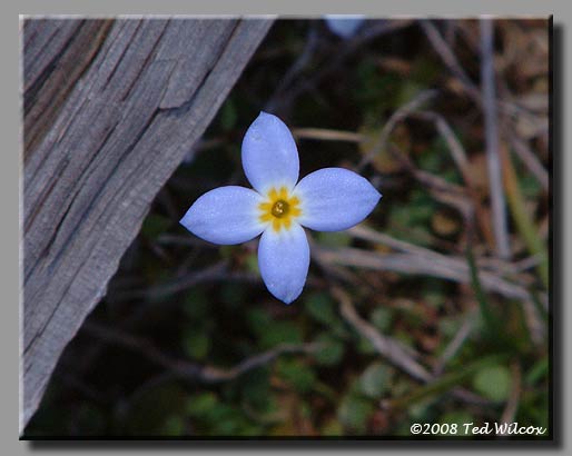 Quaker Ladies / Innocence (Houstonia caerulea)