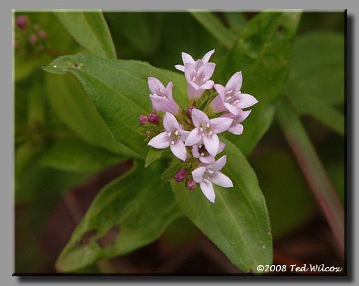 Purple Bluets (Houstonia purpurea)