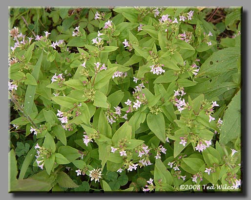 Purple Bluets (Houstonia purpurea)