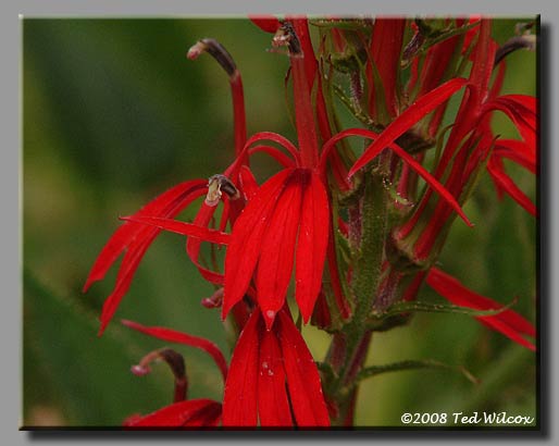 Cardinal Flower (Lobelia cardinalis)