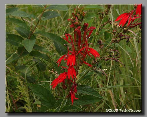 Cardinal Flower (Lobelia cardinalis)