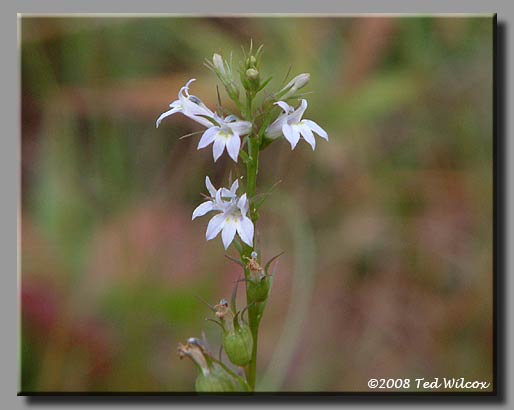 Indian Tobacco (Lobelia inflata)