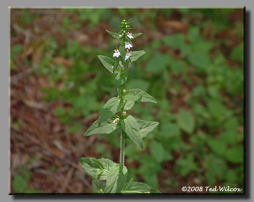 Indian Tobacco (Lobelia inflata)