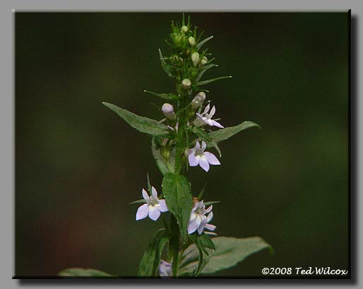 Indian Tobacco (Lobelia inflata)
