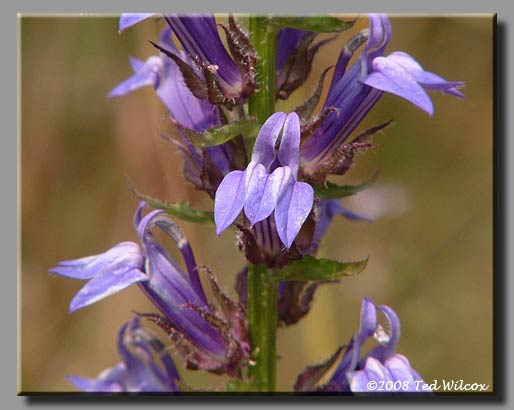 Great Blue Lobelia (Lobelia siphilitica)