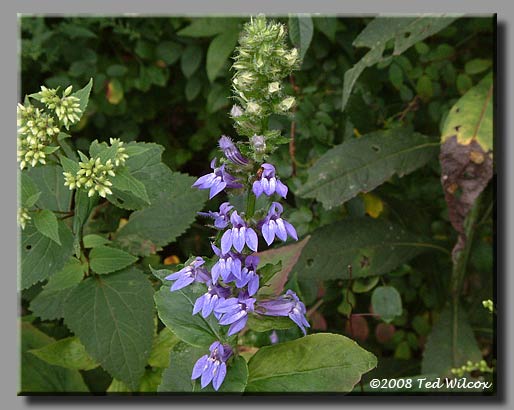 Great Blue Lobelia (Lobelia siphilitica)