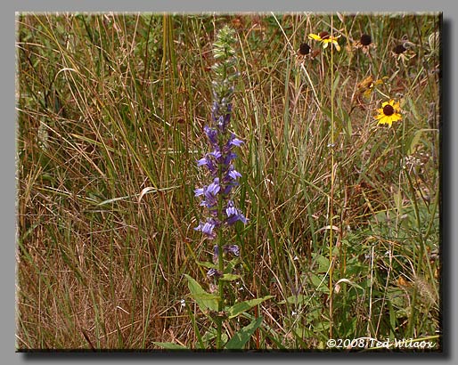 Great Blue Lobelia (Lobelia siphilitica)