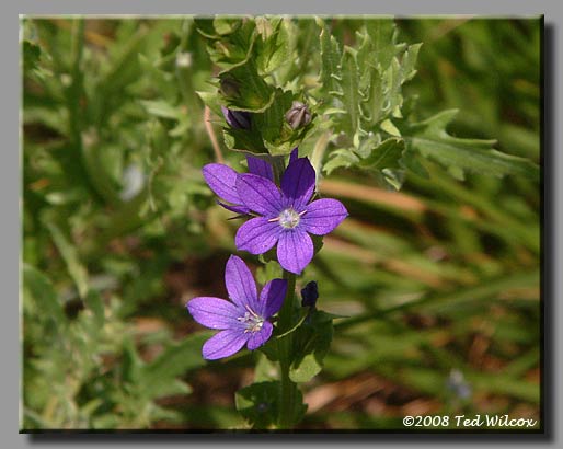 Venus' Looking Glass (Triodanis perfoliata)