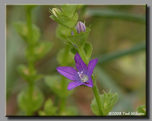Venus' Looking Glass (Triodanis perfoliata)