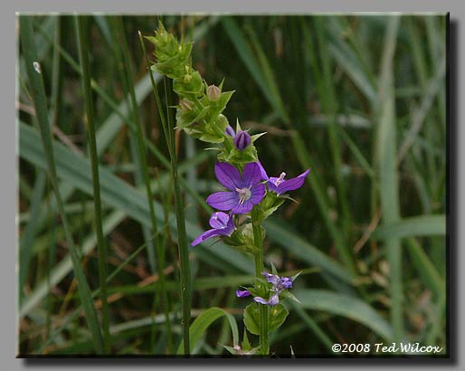 Venus' Looking Glass (Triodanis perfoliata)