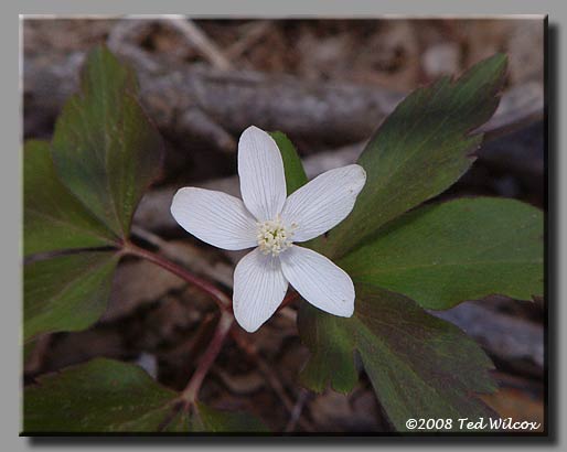 Wood Anemone (Anemone quinquefolia)