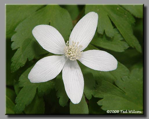 Wood Anemone (Anemone quinquefolia)