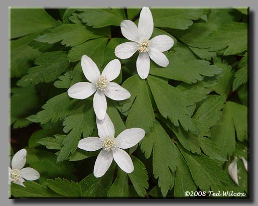 Wood Anemone (Anemone quinquefolia)
