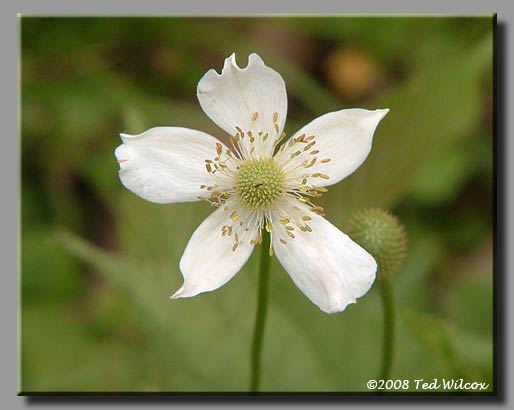 Thimbleweed (Anemone virginiana)