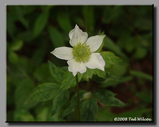 Thimbleweed (Anemone virginiana)